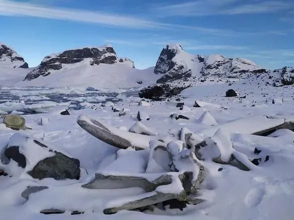 Українські полярники знайшли загадковий скелет кита біля станції "Вернадського"