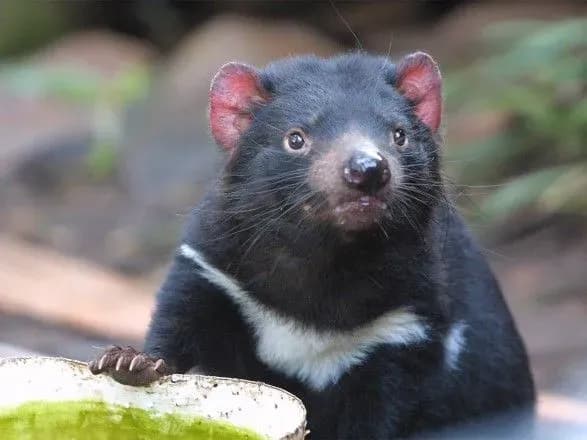 На материковій частині Австралії народилися перші за 3 тисячі років тасманійські дияволи