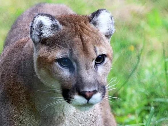 В дом американца в Вашингтоне проникла пума и потеряла сознание в раковине