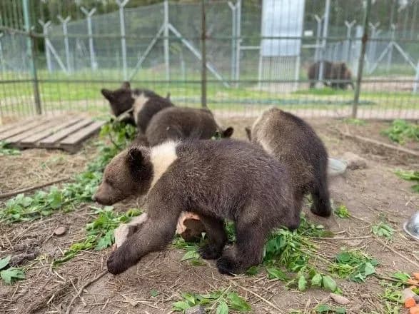 Через жорстоке поводження зі страусиної ферми під Києвом забрали ведмежат і левенят