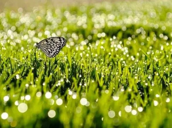 Пів України вкриють дощі: прогноз погоди на сьогодні