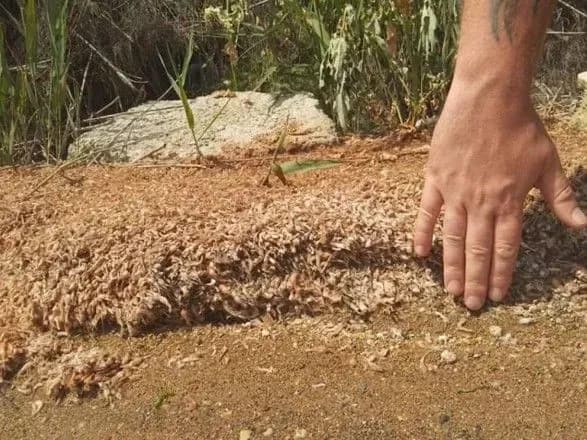 Под Одессой гибнет креветка