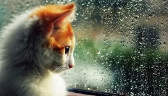 Синоптики попереджають про дощі з грозами: в які області прийде негода