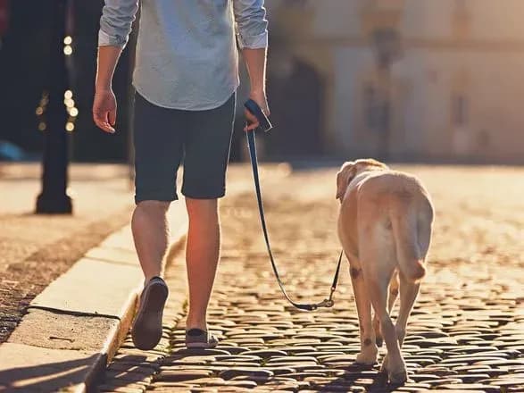 В Тель-Авиве жителей хотят обязать регистрировать ДНК собак для борьбы с проблемой фекалий на улицах