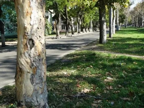 Десять тисяч дерев Одеси нанесені на інтерактивну карту і отримають паспорти
