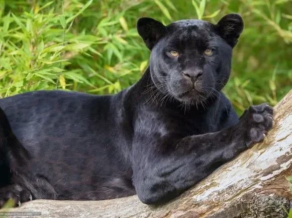Під Полтавою на чоловіка напала пантера: поліція відкрила справу