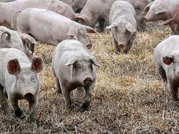 Жителі трьох черкаських сіл страждають від диких свиней