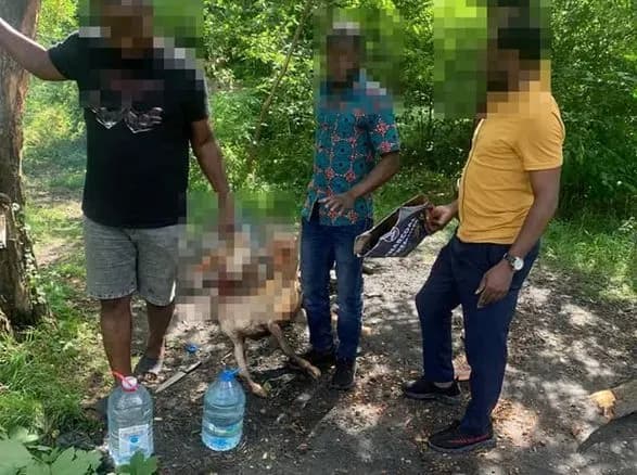 У Львові іноземці в парку зарізали козу та смажили її на вогні: їм загрожує до 8 років ув’язнення