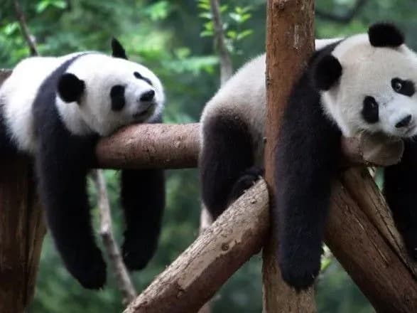 20 серпня відзначають День Лінощів