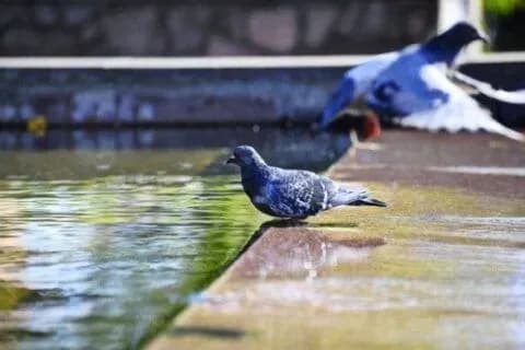 Дощі на заході України і до 27° тепла: прогноз погоди на сьогодні