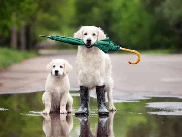 Літо попрощається з Україною дощами і вітром - синоптики