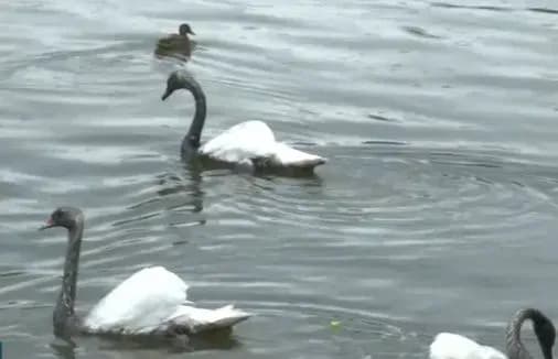 У Словаччині греблю забруднило невідомою речовиною. Вона пофарбувала місцевих лебедів в чорний колір