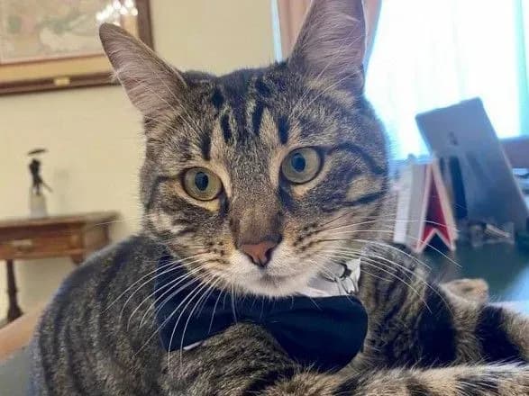 Трохи накульгує, але загалом все гаразд: у Львові знайшли "котячого мера" Левчика