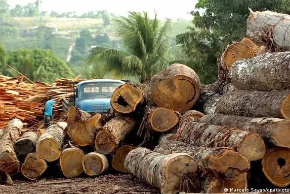 У 2020 році у світі вбито рекордну кількість екоактивістів