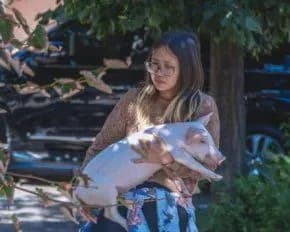 Теля забрали, а порося залишилося: у поліції розповіли про долю тварин, яких іноземка у Дніпрі врятувала від смерті