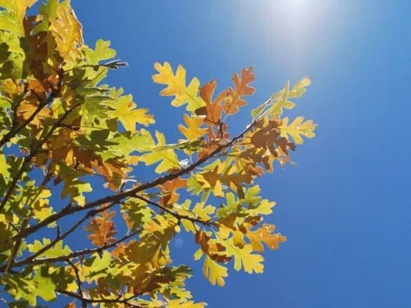 Почти без дождей и до 26° тепла: прогноз погоды на сегодня