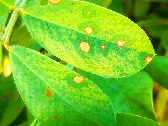 "Онкологія для народу": в соцмережі показали як виробник олії "Чумак" отруює соняшник