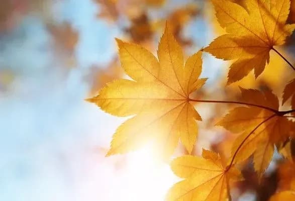 Пізніше звичайного: у Києві настала метеорологічна осінь