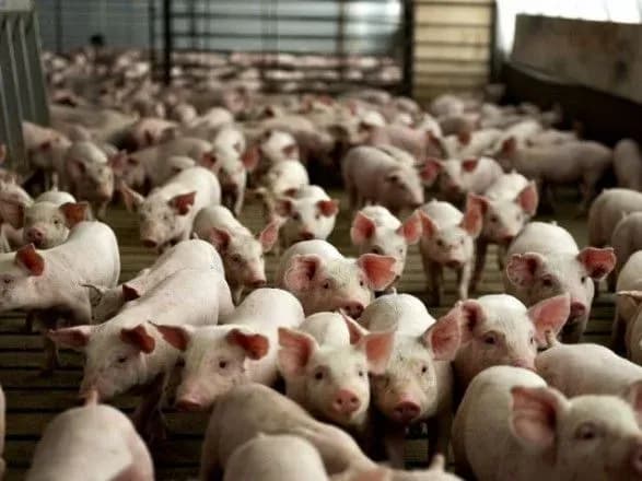 Німці розповіли, чому більше не хочуть займатися бізнесом на свинях