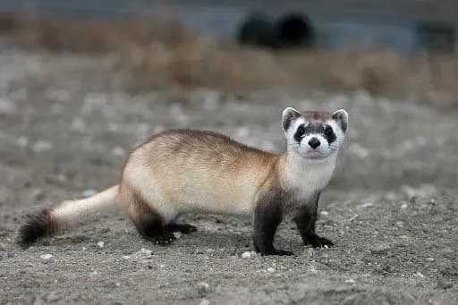 У США зафіксували перший випадок COVID-19 у тхора