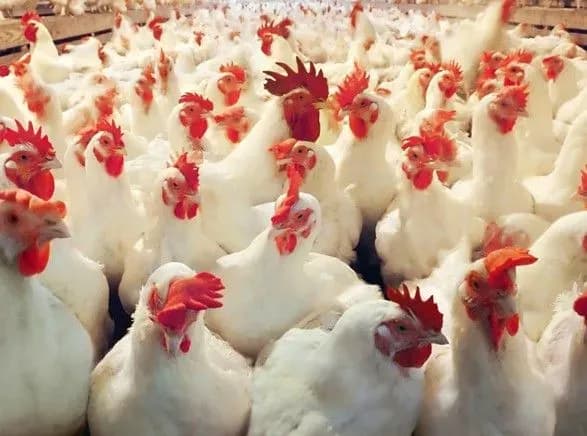 Подозрение в краже бюджетных денег: Владимир-Волынская птицефабрика подтвердила обыски