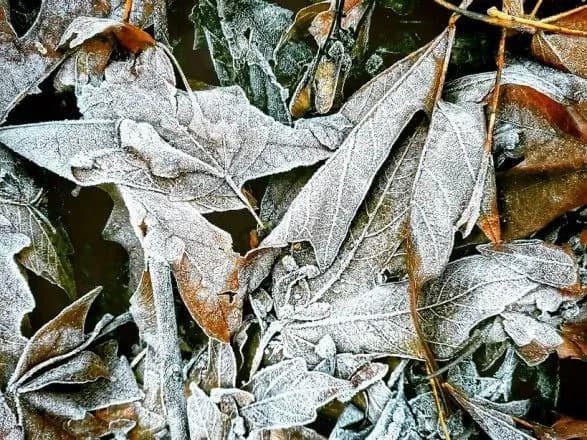 Заморозки та дощі на заході: синоптики дали прогноз на завтра