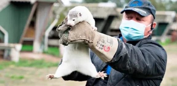 У Данії збираються продовжити заборону на розведення норок