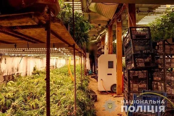 Конопля на 5 мільйонів: на Закарпатті чоловік облаштував наркоплантації під землею