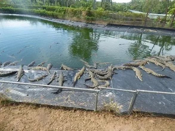 Журналисты пытались записать видео с крокодилом в Австралии, а тот съел дрон
