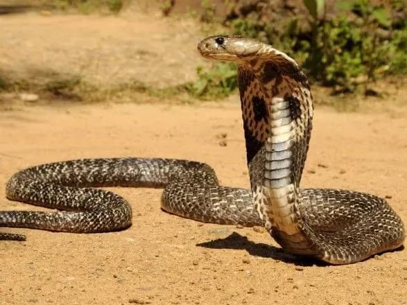 Убив дружину коброю: чоловіку в Індії дали подвійне довічне