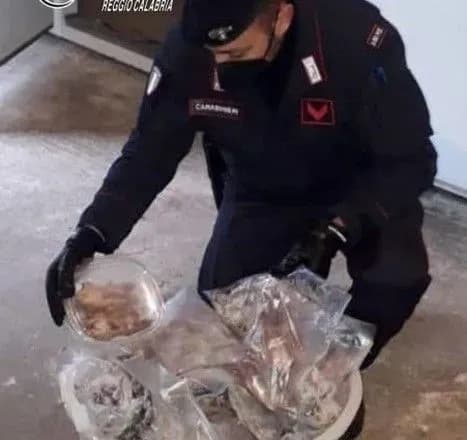 В Італії на плантації наркотиків знайшли 235 мертвих сонь