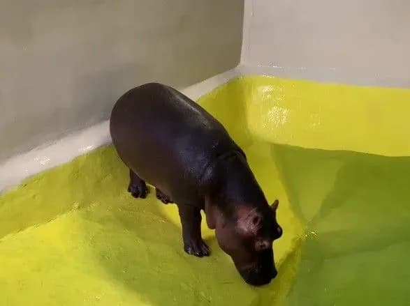 В одеський біопарк привезли гіпопотама Нільсена