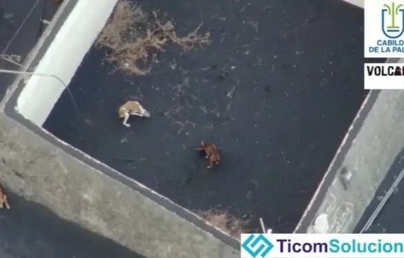 В ловушке вулкана: на Ла-Пальме с помощью дрона попытаются спасти собак