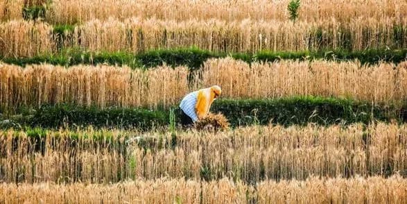 Світові ціни на продукти харчування досягли нового піку від 2011 року - ООН