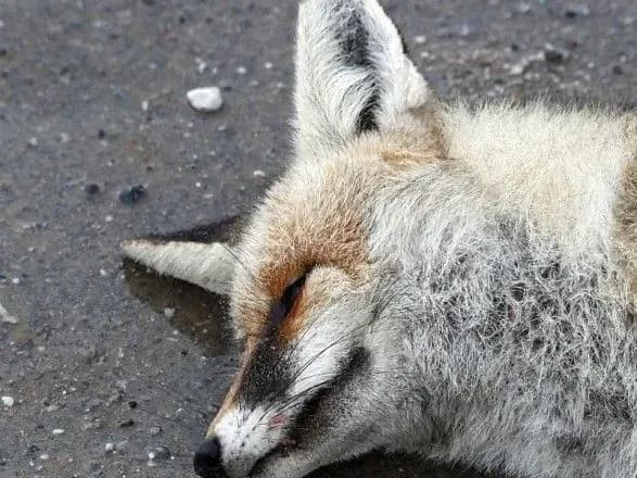 6 листопада відзначають Міжнародний день пам'яті тварин, загиблих від рук людини