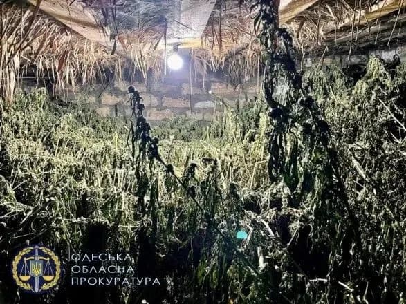 1000 кущів коноплі та 10 кг канабісу: на Одещині накрили наркогрупу