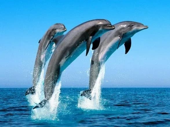 Жінка провела у відкритому морі 12 годин, її життя врятували дельфіни