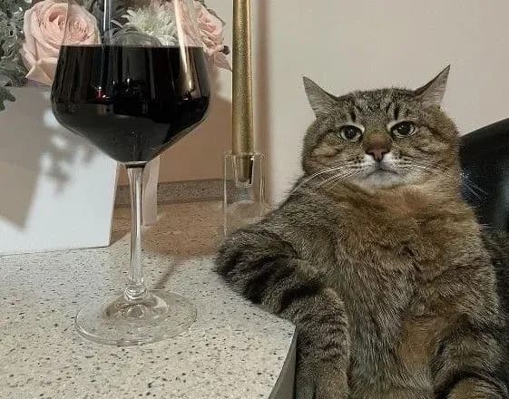 Став світовою зіркою: харківський кіт Степан потрапив в Instagram Брітні Спірс