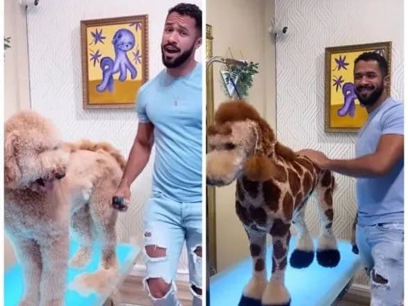 Грумер із США перетворює собак в екзотичних тварин