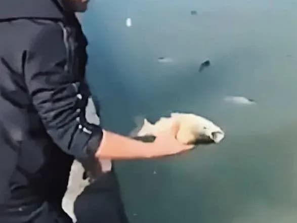 У Китаї через просочення рисового вина у воду, на поверхню спливли тисячі “п’яних” риб