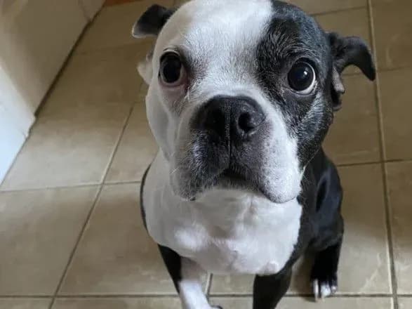 У США собака врятував життя маленької дитини