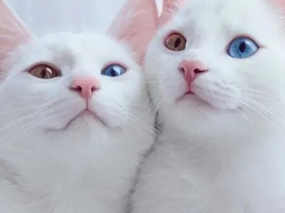 У ПАР коти помітили смертельно отруйну змію на різдвяній ялинці та врятували своїх господарів