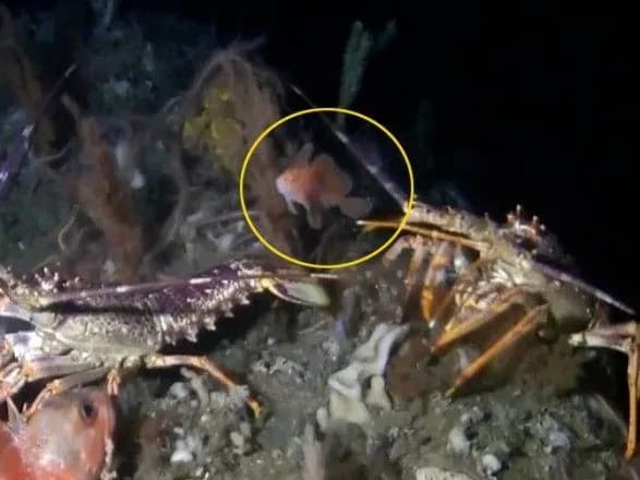 Біля берегів Австралії вперше за два десятиліття помітили рідкісну рибу з лапками