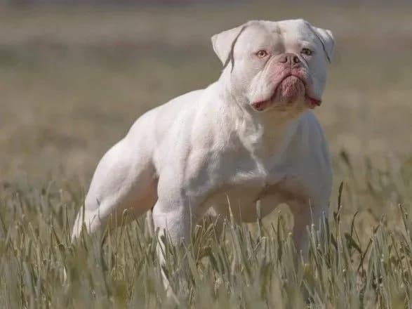 В Австралії собака на смерть загриз п'ятирічного хлопчика: дитину намагалася врятувати його бабуся