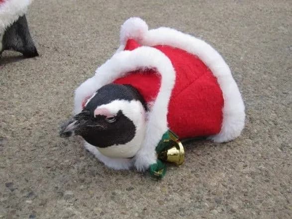 У японському зоопарку пінгвіни прогулялися в костюмах Санти