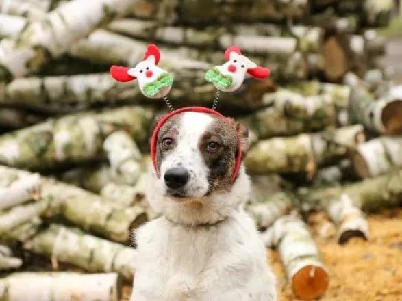 Как уберечь животное от последствий фейерверка: советы ветеринаров