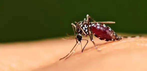 Захворів студент із Конго: у Харкові виявили випадок малярії