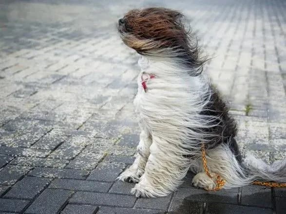 Сильний вітер очікується в Одесі, містян просять сидіти вдома