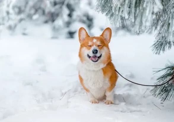 Синоптик: з нового тижня в Україну прийдуть морози