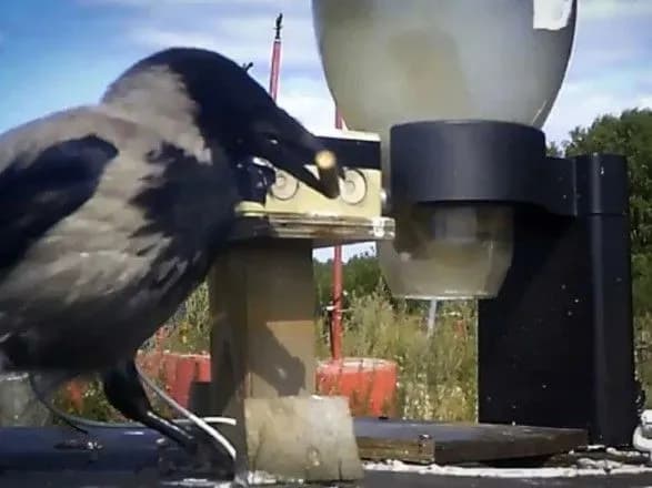 У Швеції ворон залучатимуть до прибирання вулиць